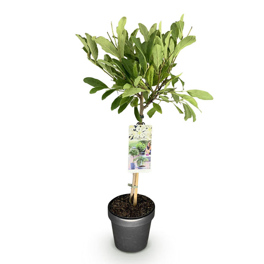 Plant op Stam - Magnolia stellata -Terras Plant - Winterhard - Forestbloom