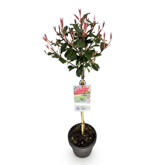 Plant op Stam - Photinia fraseri Carre Rouge - Terras Plant - Winterhard - Forestbloom