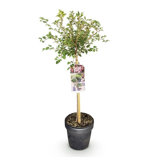 Plant op Stam - Prunus incisa Koujou-no-mai - Terras Plant - Winterhard - Forestbloom