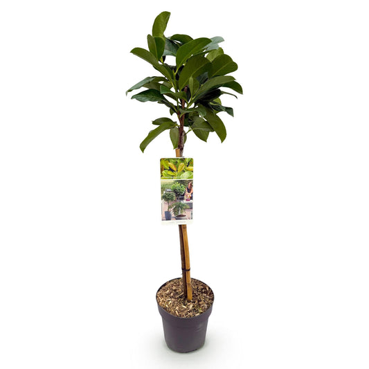 Plant op Stam - Prunus lauroverasus Etna® - Terras Plant - Winterhard - Forestbloom