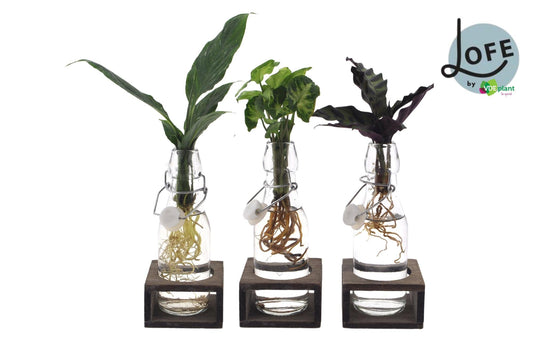 Plantenmix in Ann Glas (witte dop) + Naturel Single - set van 3 - Forestbloom