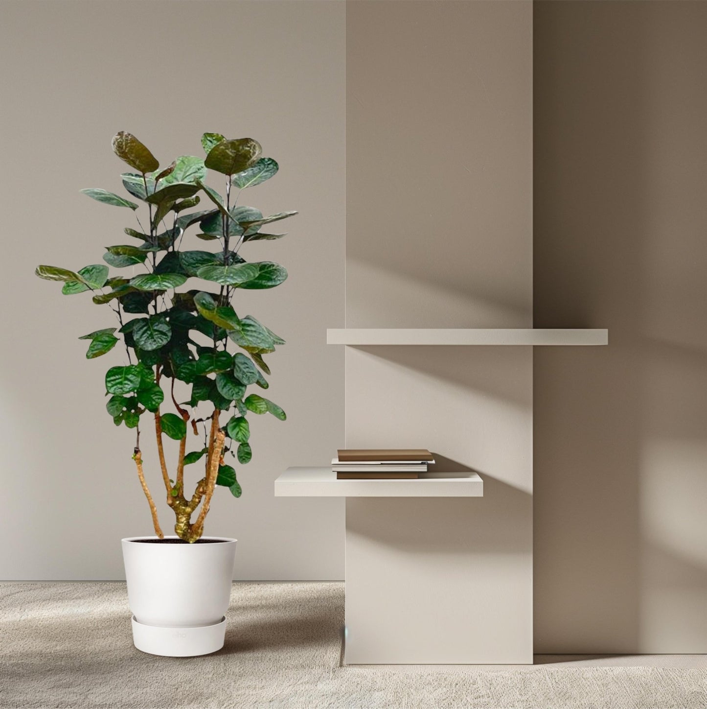 Polyscias Fabian - 130 cm - Forestbloom