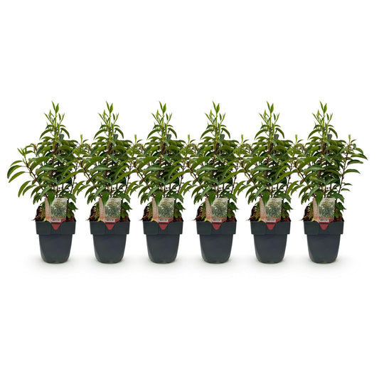 Prunus lusitanica Angustifolia - 6 planten - 1 strekkende meter - Forestbloom