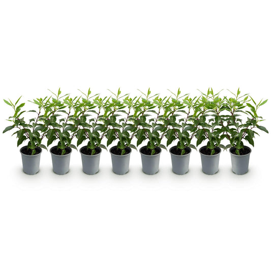 Prunus lusitanica Angustifolia - 8 planten - 1 strekkende meter - Forestbloom