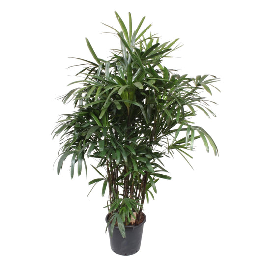 Rhapis Excelsa - 220-240 cm - Forestbloom