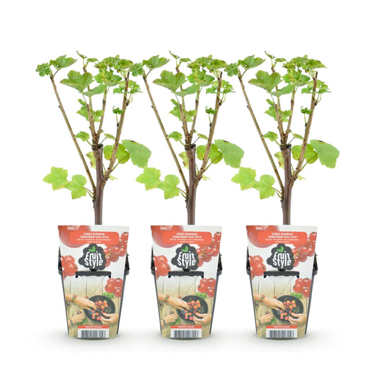 Rode Bes - Ribes rubrum Jonkheer van Tets - Winterhard - 3 Planten - Forestbloom