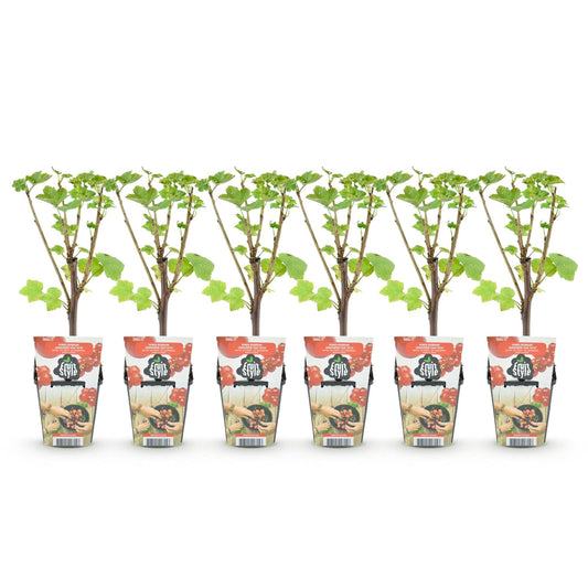 Rode Bes - Ribes rubrum Jonkheer van Tets - Winterhard - 6 Planten - Forestbloom