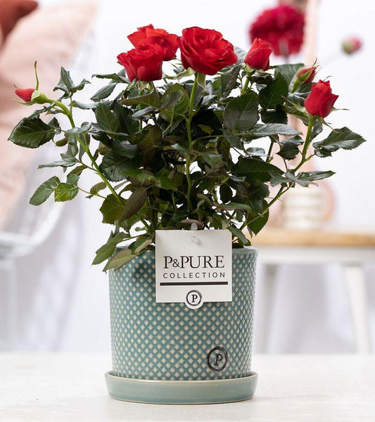 Rode rozen in P&PURE Lauren pot - Forestbloom