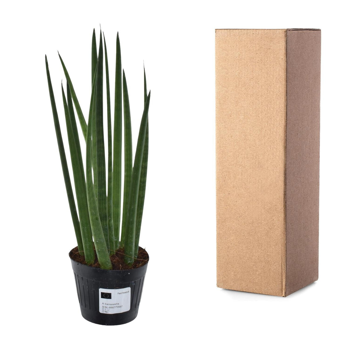 Sansevieria cylindrica 'Bacularis' / Mikado - 38 cm - Forestbloom