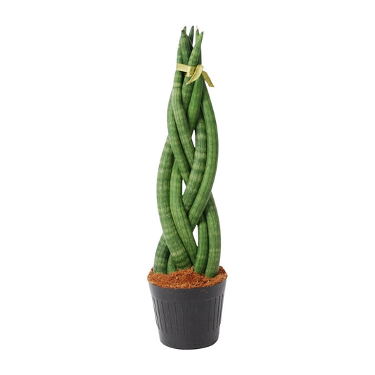 Sansevieria cylindrica 'Twist' - 40 cm - Forestbloom