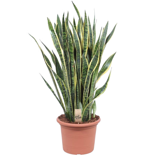 Sansevieria Laurentii - 100 cm - Forestbloom