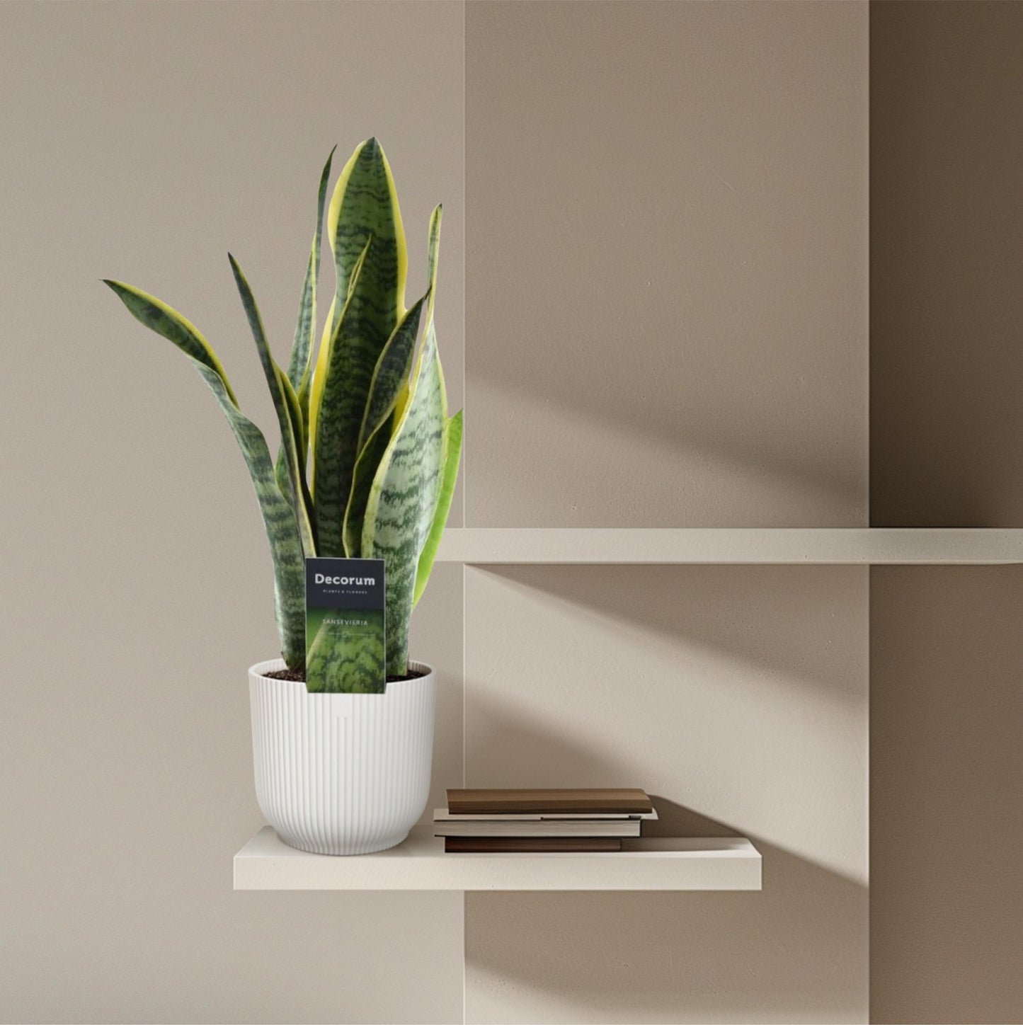 Sansevieria Laurentii - 45 cm - Forestbloom