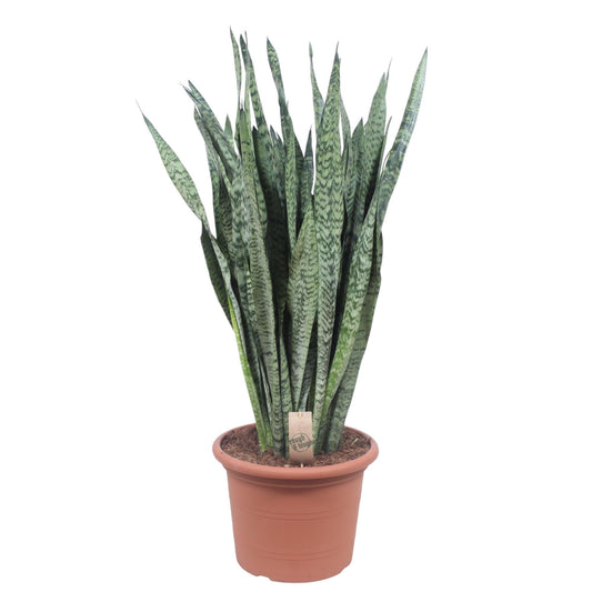 Sansevieria Zeylanica - 110 cm - Forestbloom