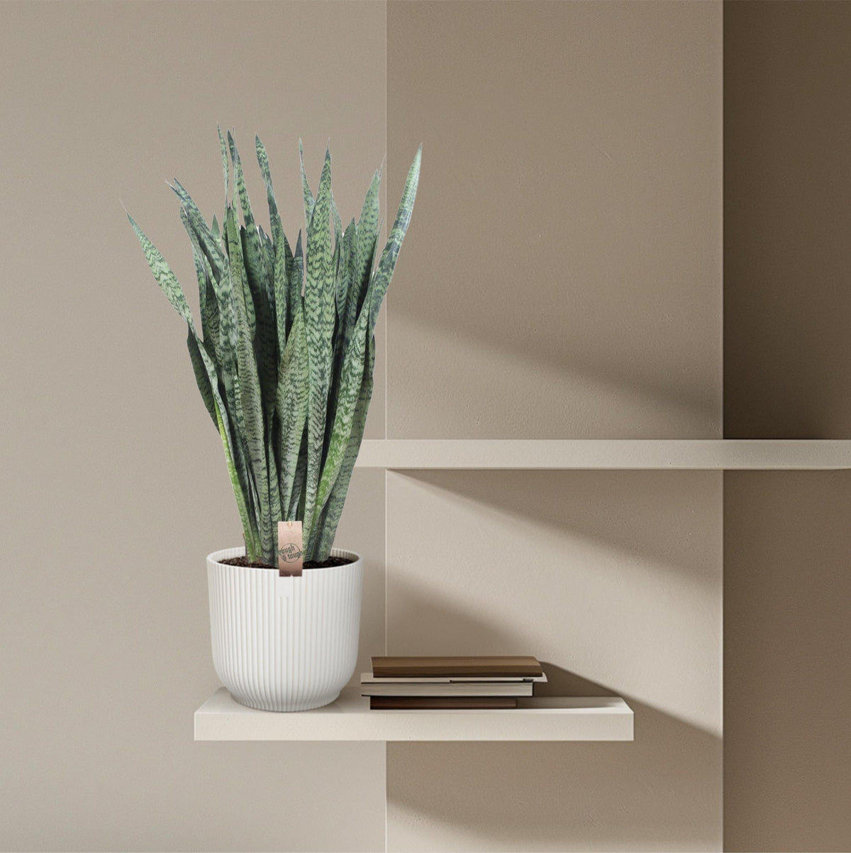 Sansevieria Zeylanica - 110 cm - Forestbloom