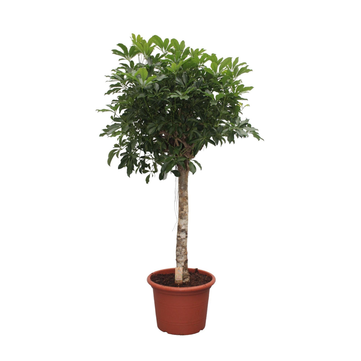 Schefflera Arboricola Compacta boom - 180 cm - Forestbloom