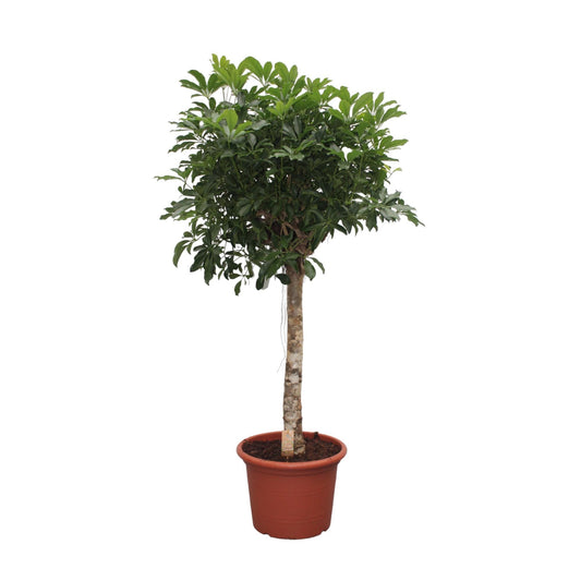 Schefflera Arboricola Compacta boom - 180 cm - Forestbloom