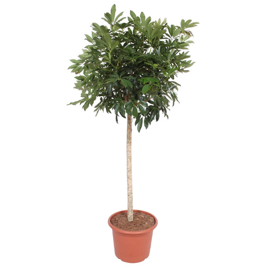 Schefflera Arboricola Compacta boom - 190 cm - Forestbloom