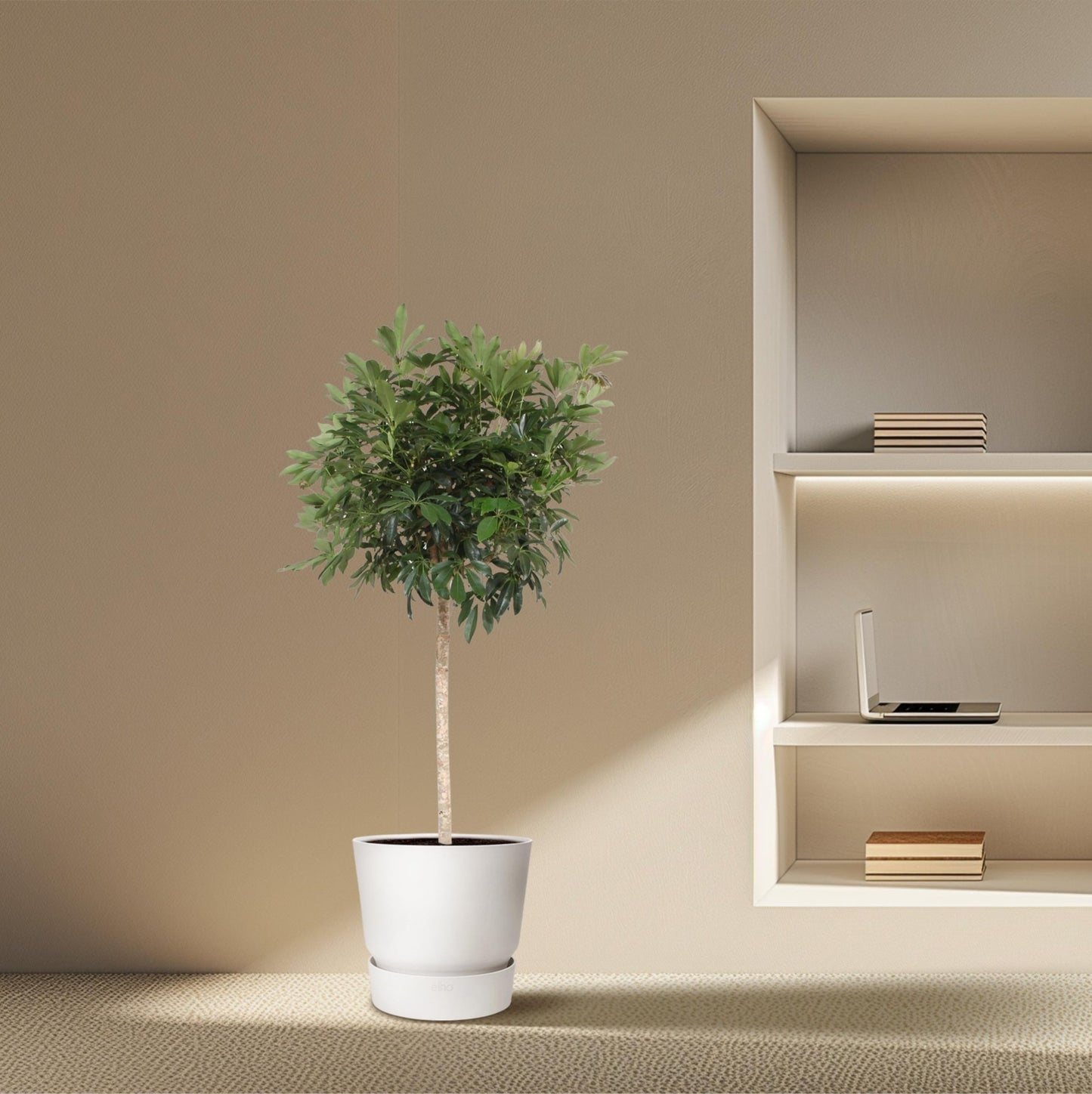Schefflera Arboricola Compacta boom - 190 cm - Forestbloom