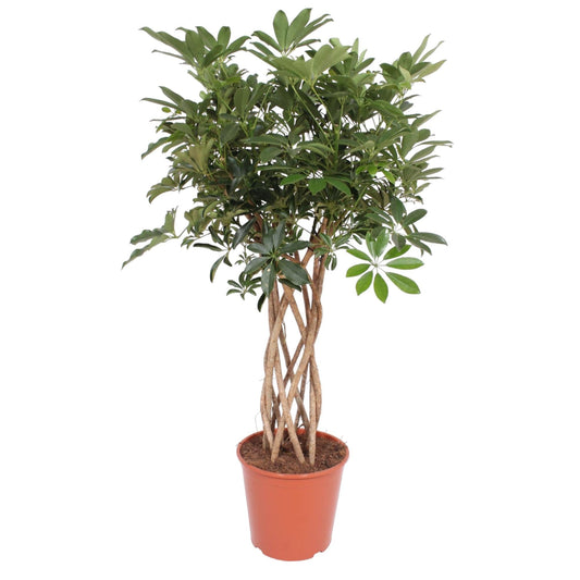 Schefflera Arboricola Compacta gevlochten stam - 130 cm - Forestbloom