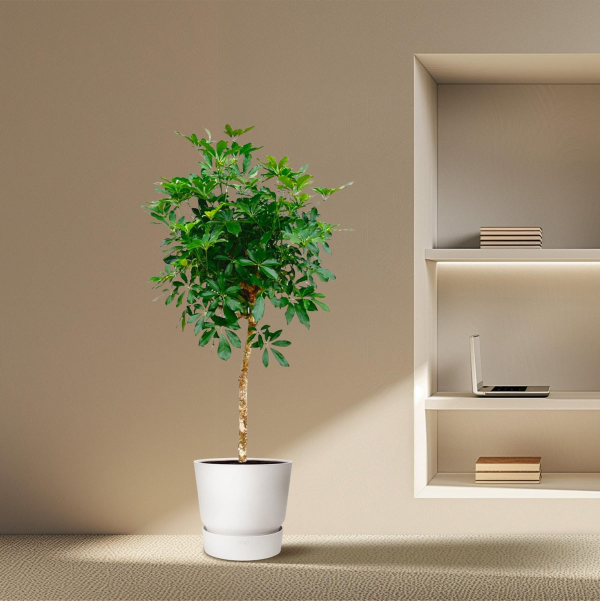 Schefflera op stam - 170 cm - Forestbloom