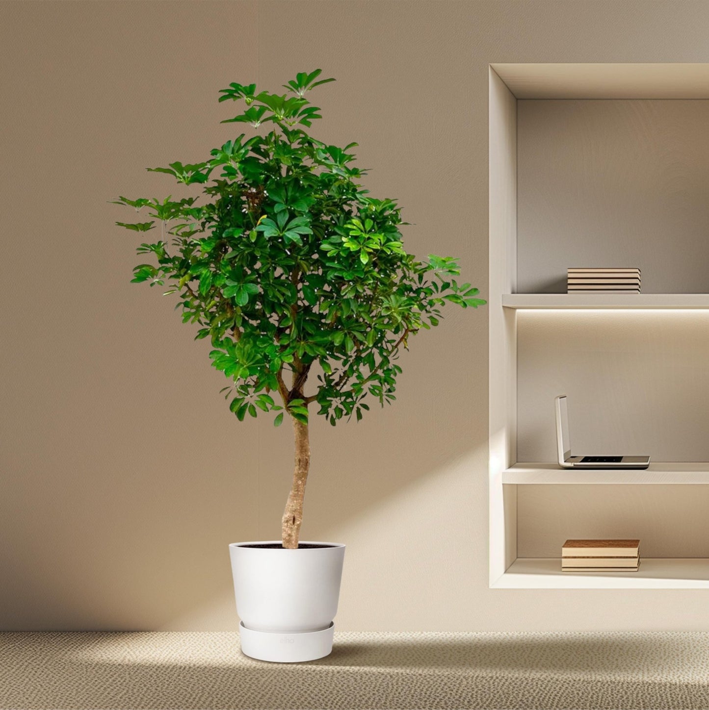 Schefflera op stam - 210 cm - Forestbloom