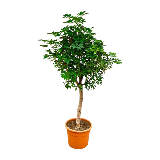 Schefflera op stam - 210 cm - Forestbloom