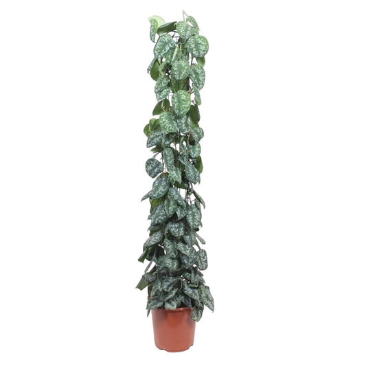 Scindapsus Pictus Trebie gaasrek - 160 cm - Forestbloom