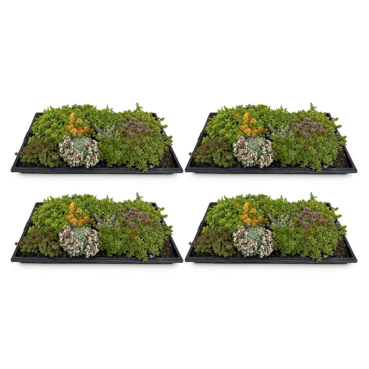 Sedum mat - Bestaat uit 10 soorten - 4 Matten - Winterhard - Forestbloom