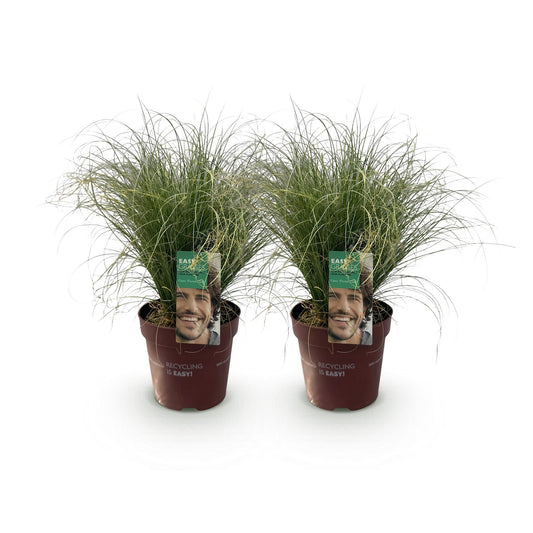 Siergrassen - Carex comans Frosted Curls - 2 Planten - Forestbloom