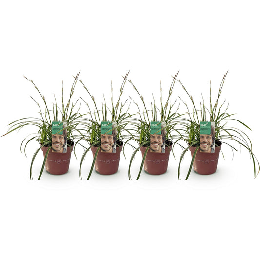 Siergrassen - Carex morrowii Ice Dance - 4 Planten - Forestbloom
