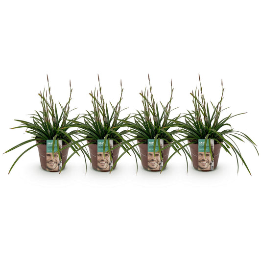Siergrassen - Carex morrowii Irish Green - 4 Planten - Forestbloom