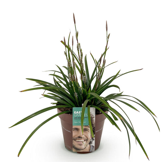 Siergrassen - Carex morrowii Irish Green - Winterhard - Forestbloom