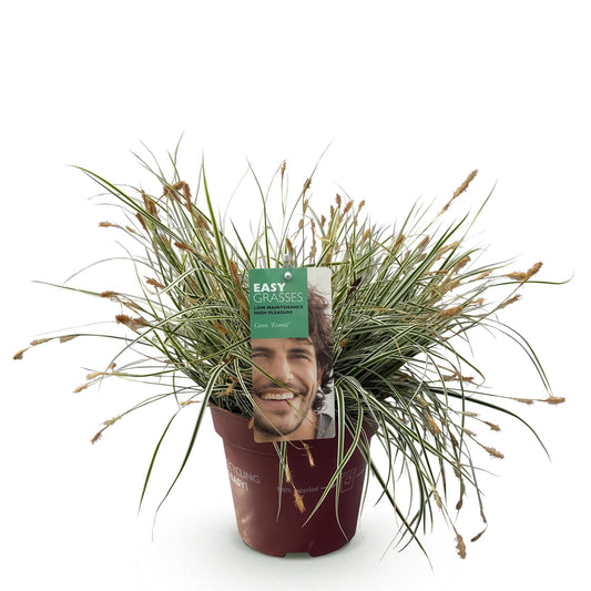 Siergrassen - Carex oshimensis Everest - Winterhard - Forestbloom