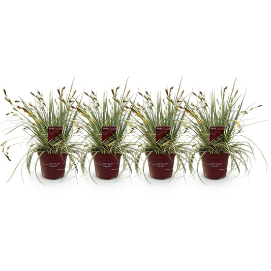 Siergrassen - Carex oshimensis Evergold - 4 Planten - Forestbloom