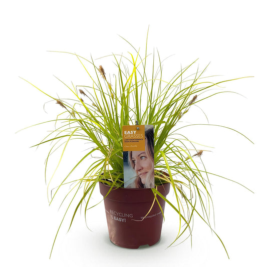 Siergrassen - Carex oshimensis Everillo - 1 Planten - Winterhard - Forestbloom