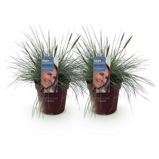 Siergrassen - Festuca glauca Intense Blue - 2 Planten - Forestbloom
