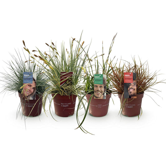 Siergrassen - Festuca glauca Intense Blue - 4 Planten - Forestbloom
