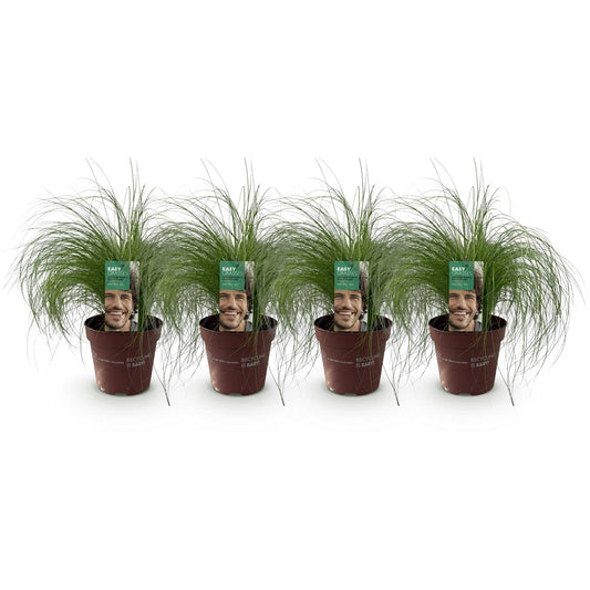 Siergrassen - Stipa tenuifolia Pony Tails - 4 Planten - Forestbloom