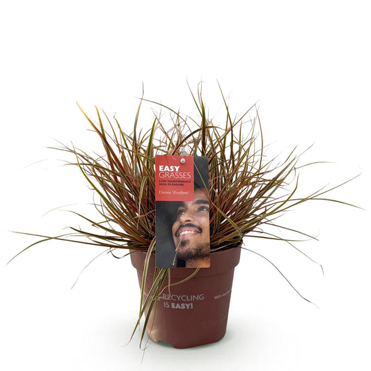 Siergrassen - Uncinia rubra Everflame - 1 Plant - Winterhard - Forestbloom