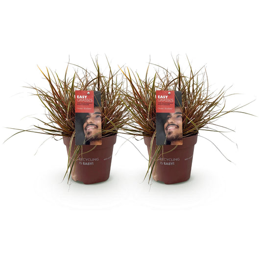 Siergrassen - Uncinia rubra Everflame - 2 Planten - Forestbloom