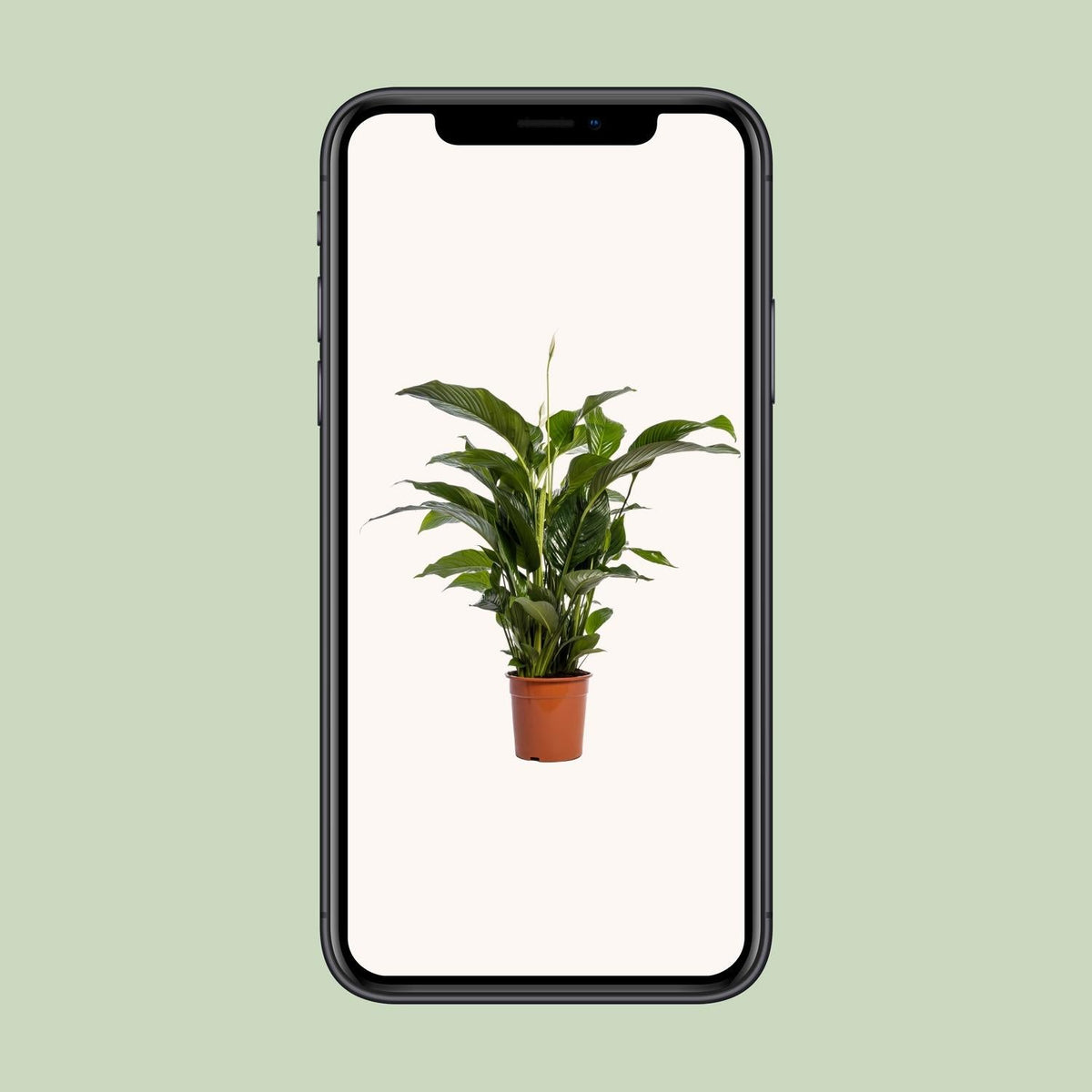 Spathiphyllum Bellini - 100cm - Forestbloom