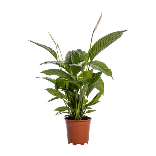 Spathiphyllum Bingo Cupido - 80 cm - Forestbloom