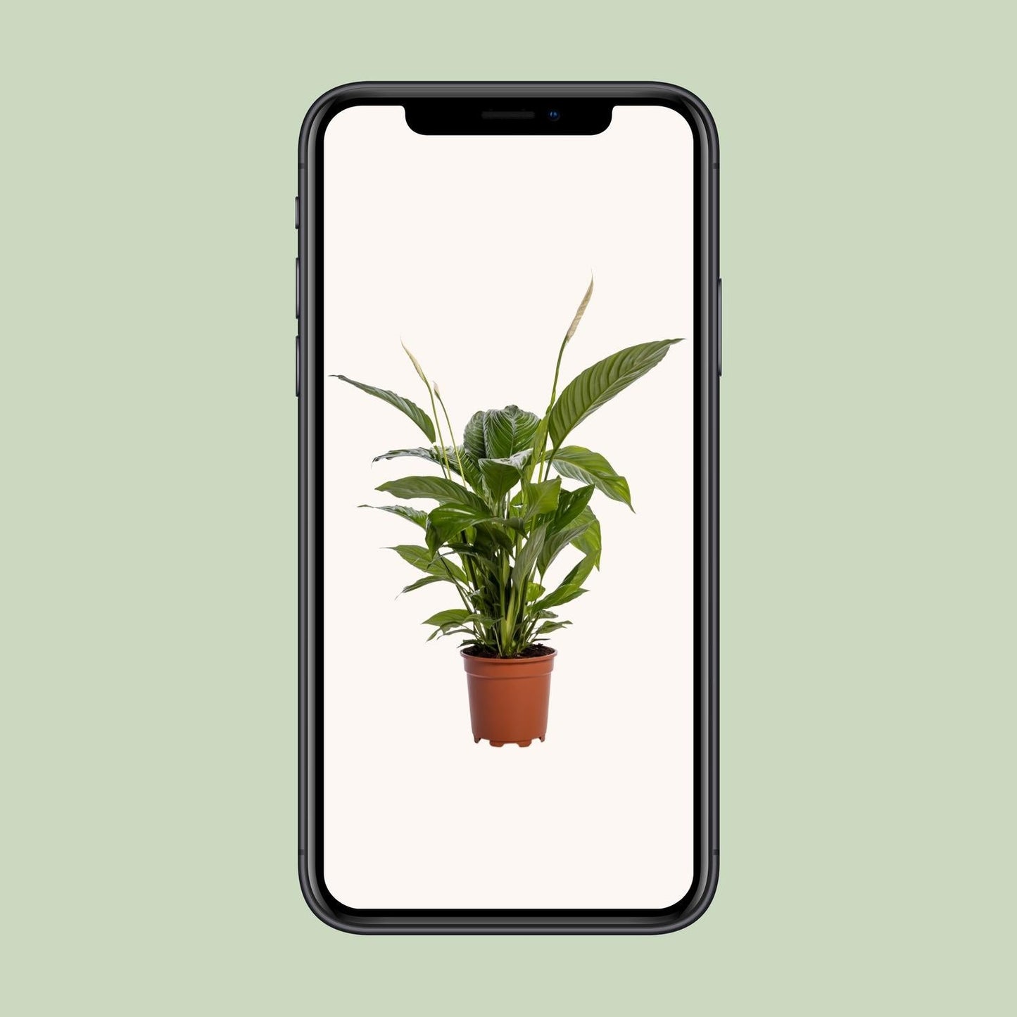 Spathiphyllum Bingo Cupido - 80 cm - Forestbloom