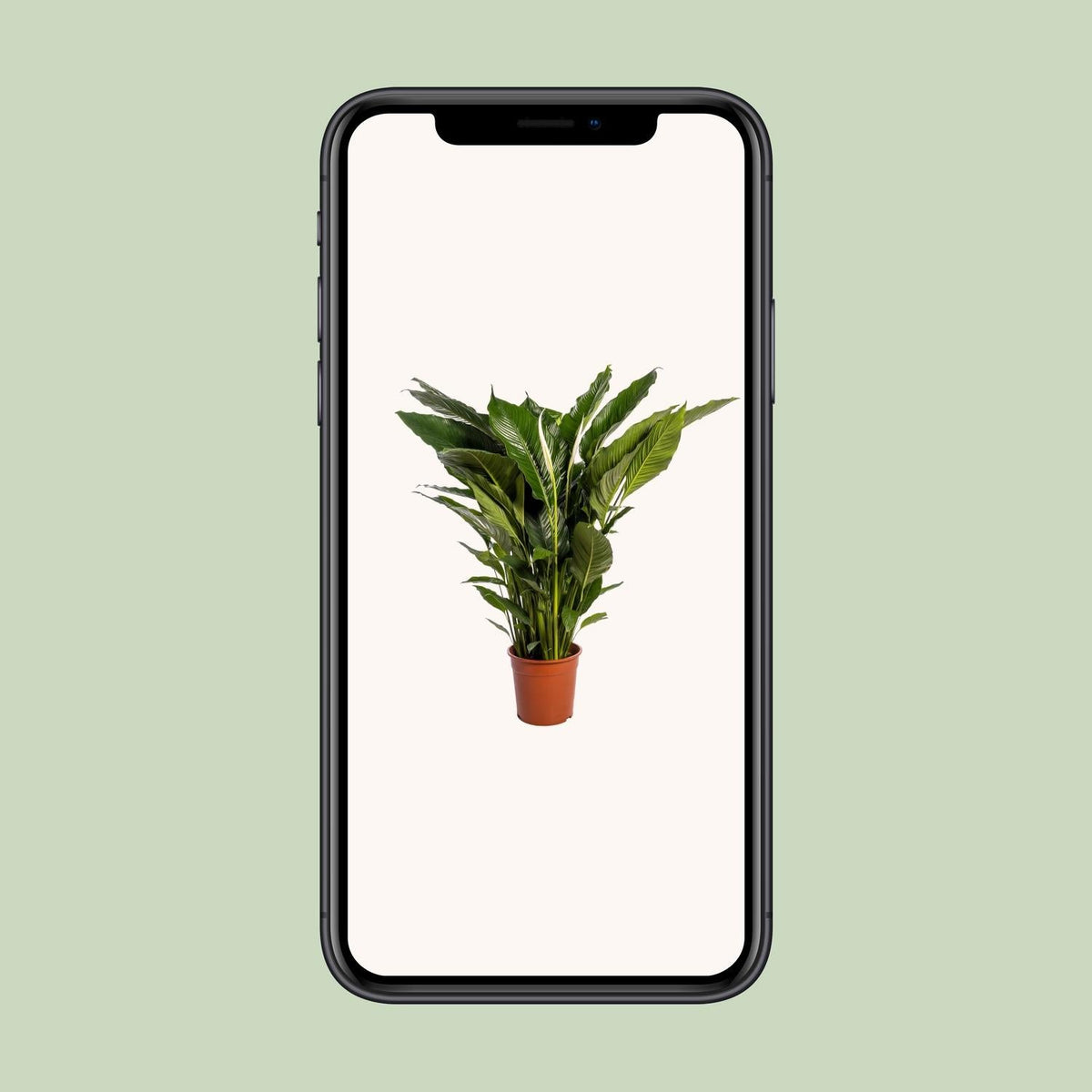 Spathiphyllum Sweet Sebastiano - 110 cm - Forestbloom