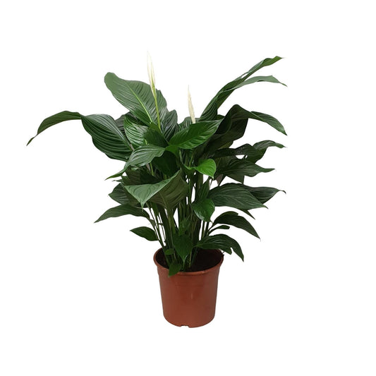 Spathiphyllum Sweet Silvana - 80 cm - Forestbloom