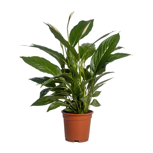 Spathiphyllum Vivaldi - 70 cm - Forestbloom