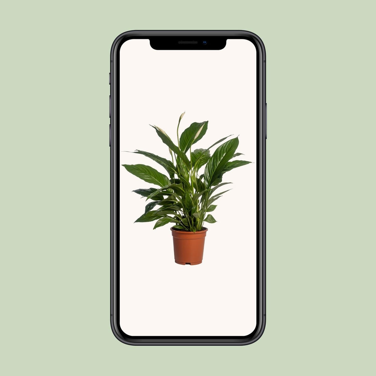 Spathiphyllum Vivaldi - 70 cm - Forestbloom