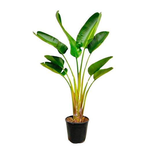 Strelitzia Augusta - 160 cm - Forestbloom