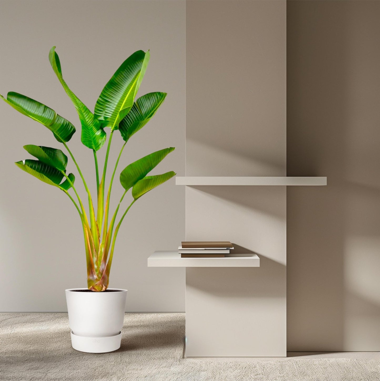Strelitzia Augusta - 160 cm - Forestbloom