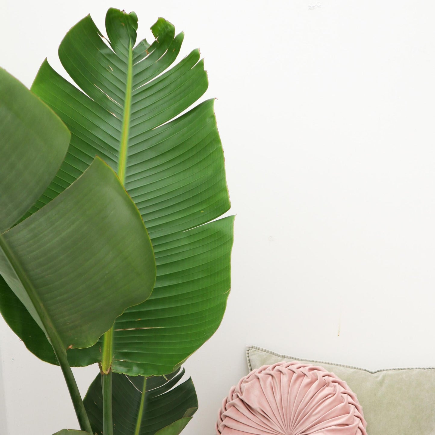 Strelitzia Augusta - 180 cm - Forestbloom